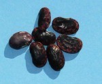 Runner Beans