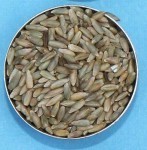 Rye