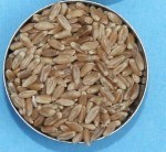 wheat