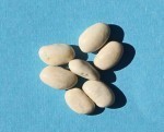 White beans