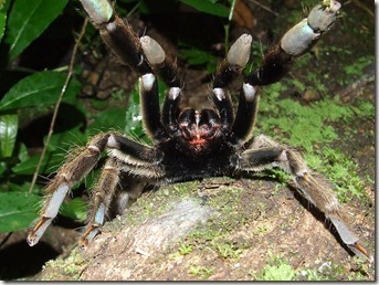 Tarantula-Attack.jpg