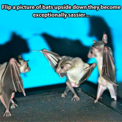 bats