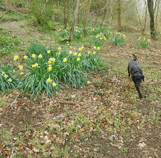 Late Daffodils