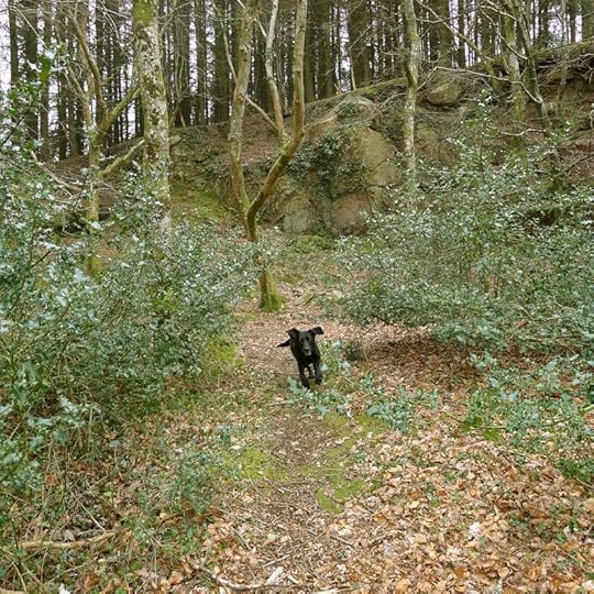 Dog Joy