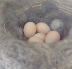 5 eggs in nest
