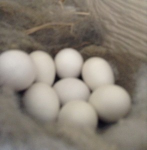 Eight eggs in a nest