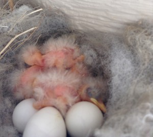 Baby birds and eggs in a nest