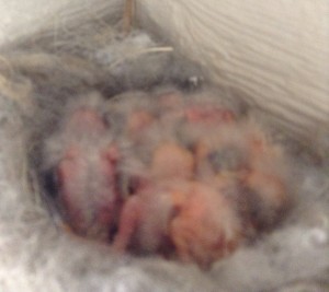 nest full of hatchlings