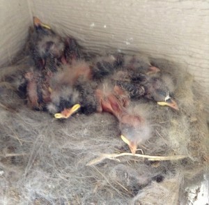 nest full of baby birds
