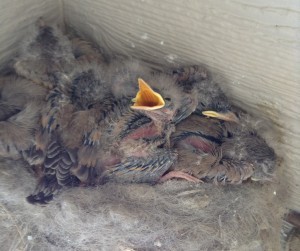 Hungry baby bird in nest