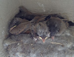 Nest of baby birds