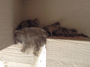 Birds nest on pillar