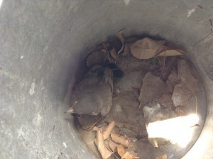 Bird in a watering can