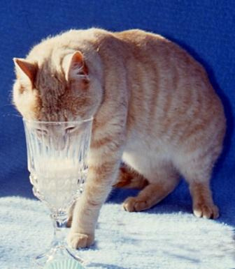 cat drinking milk 