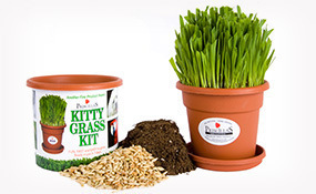 catimg-kittygrass-prods
