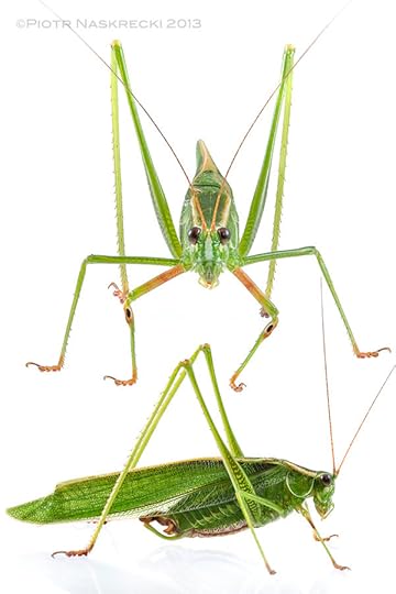 A male Treetop bush katydid (S. fasciata) from Woburn, MA.