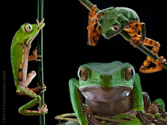Three species of Leaf frogs (Phyllomedusa) found in Suriname (from the left clockwise): P. vaillantii, P. tomopterna, and P. bicolor. These frogs are also known as monkey frogs, on the account of their grasping hands and the ability to run up vertical lianas.