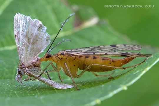 A female scorpionfly feeding on a dead moth. Unlike their close relatives, hanging scorpionflies (Bittacus), members of the genus Panorpa usually feed on insect carrion rather than trying to catch live ones.
