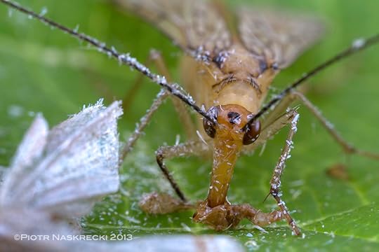 A female scorpionfly breaking off pieces of the moth's body and chewing it with her sharp mandibles.