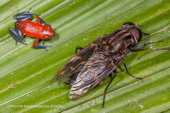 A posion arrow frog (Dendrobates pumilio) next to a timber fly (Pantophthalmus sp.) on a palm leaf at La Selva Biological Station, Costa Rica.