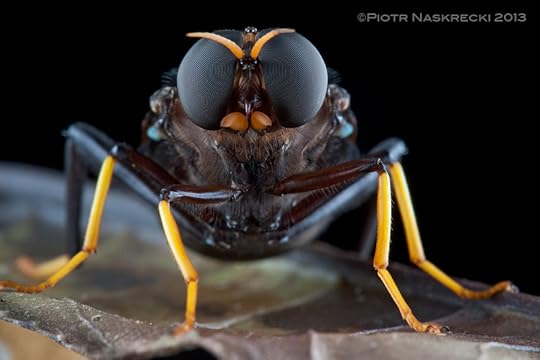 A portrait of Pantophthalmus cf. pictus from Guanacaste, Costa Rica.