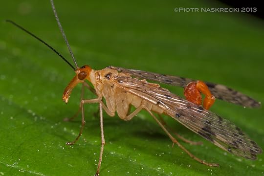 A male of the common scorpionfly (Panorpa acuta) from Estabrook Woods, MA; notice the scorpion-like tip of the abdomen.