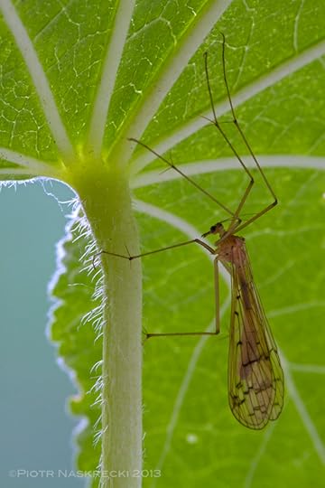 Hanging scorpionfly (Bittacus strigosus) from Estabrook Woods, MA.