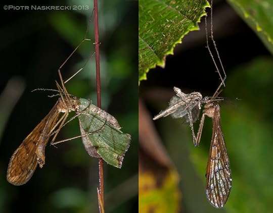 Hanging scorpionflies (Bittacus sp.) from Sichuan, China, with moth prey.