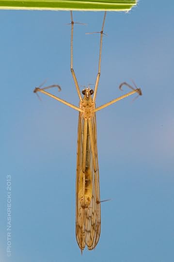 A hanging scorpionfly in a characteristic hunting position.
