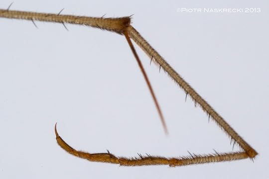 A raptorial tarsus of Bittacus strigosus.