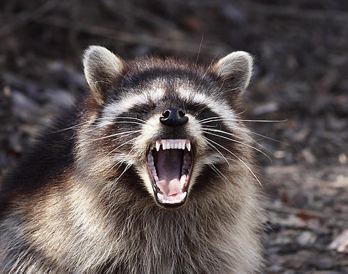  photo raccoon_large1.jpg