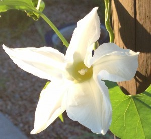 9_1 morning glory crop