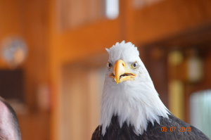 bald eagle