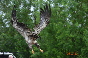 immature bald eagle