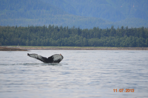 humpback fluke