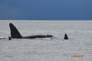 orca3
