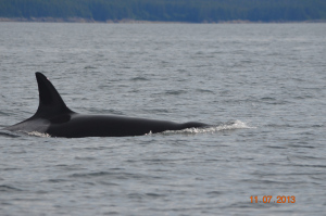 orca1