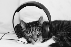 cat-headphones