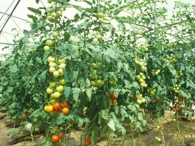 Hydroponic Gardening