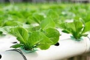Hydroponic Gardening