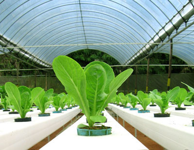 Hydroponic Gardening