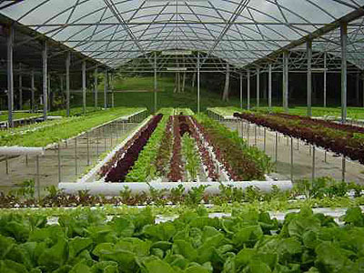 Hydroponic Gardening
