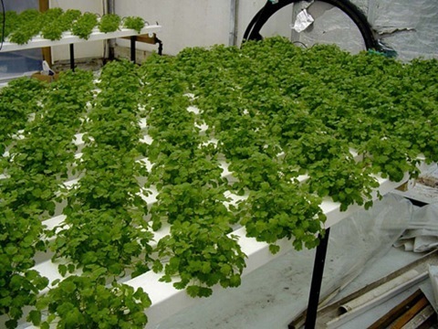 Hydroponic Gardening