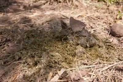 Dung