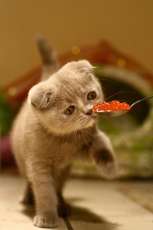 catcaviar