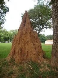 anthill