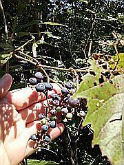 Wild Grapes