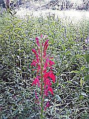 cardinal flower