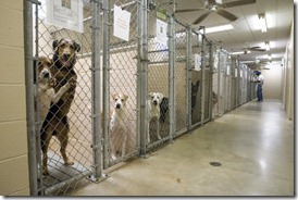 AnimalShelterTexarkana_thumb