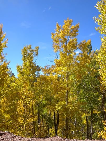 Aspens along Highway 67, Teller County, CO photo by Terry Odell